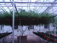 A garden of red tomatoes