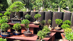 Bonsai plants displayed on the garden