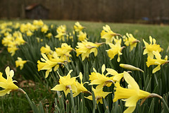 Blooming beautiful yellow daffodils in the garden