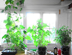 Green soilless plants in a white room