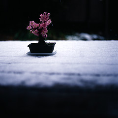 Bonsai on the snow